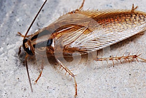 Cockroach