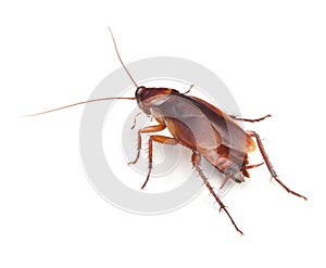 Cucaracha insectos cucaracha parásito 