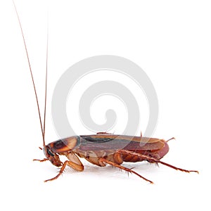 Cockroach