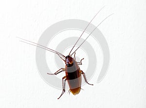 Cockroach photo