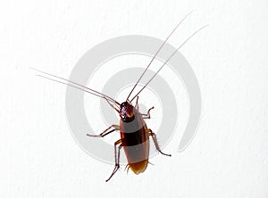 Cucaracha 