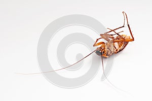 Cockroach