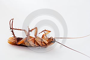 Cockroach