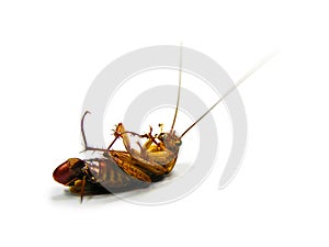 Cockroach