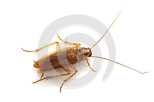Cockroach