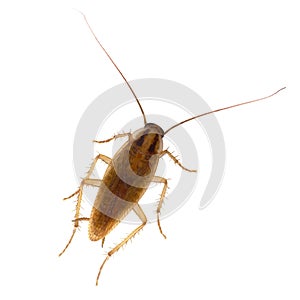 Cockroach