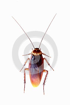 Cockroach