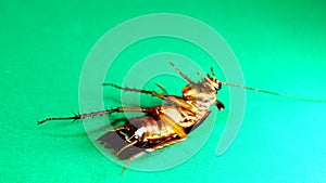 Cockroach. American cockroaches on green background. cockroaches eating leftovers. closeup cockroach isolated. close up American c