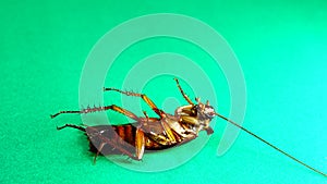 Cockroach. American cockroaches on green background. cockroaches eating leftovers. closeup cockroach isolated. close up American c