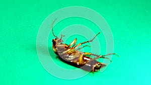 Cockroach. American cockroaches on green background. cockroaches eating leftovers. closeup cockroach isolated. close up American c