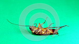 Cockroach. American cockroaches on green background. cockroaches eating leftovers. closeup cockroach isolated. close up American c