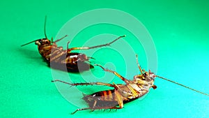 Cockroach. American cockroaches on green background. cockroaches eating leftovers. closeup cockroach isolated. close up American c