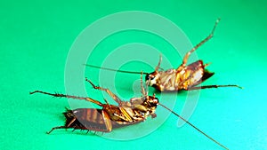 Cockroach. American cockroaches on green background. cockroaches eating leftovers. closeup cockroach isolated. close up American c