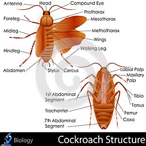 Cockroach anatomy photo