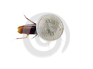Cockroach on bitcoin on white background