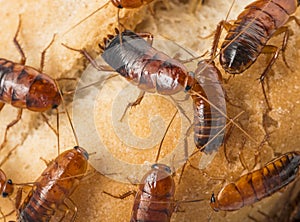 Cockroach - Blatta lateralis