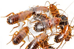 Cockroach - Blatta lateralis