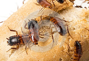 Cockroach - Blatta lateralis