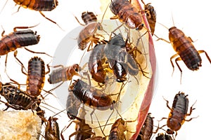 Cockroach - Blatta lateralis