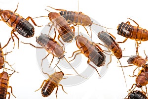 Cockroach - Blatta lateralis