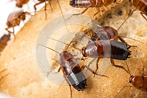Cockroach - Blatta lateralis