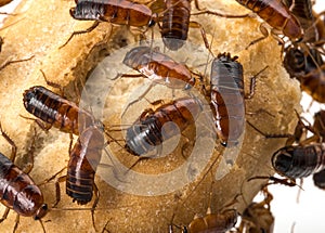 Cockroach - Blatta lateralis