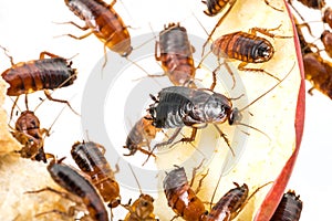 Cockroach - Blatta lateralis