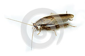 Cockroach