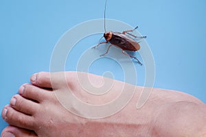 Cockroach on blue background. insect bug