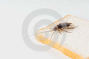 Cockroach on bread isolated on white background.