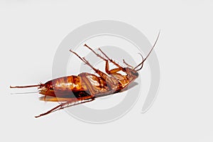 Cockroach brown with antennae