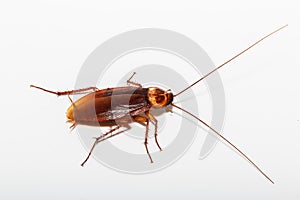 Cockroach brown