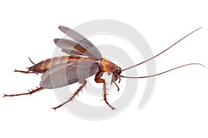 Cockroach bug insect beetle