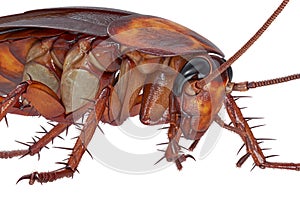 Cockroach bug orange creature, close view photo