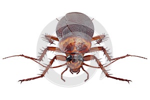 Cockroach bug roach