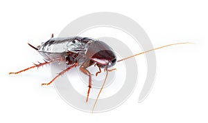 Cockroach bug on white background