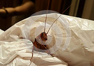 Cockroach caught in tissue napkin