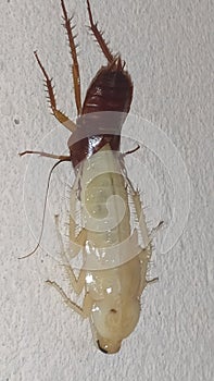 The cockroach is changing and rebuilding the shell photo