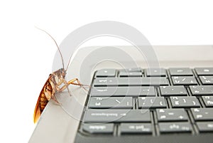 Cockroach climbing on keyboard