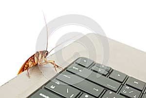 Cockroach climbing on keyboard