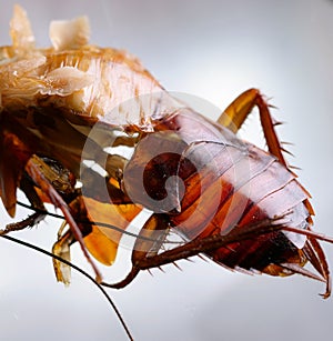 Cockroach Close up