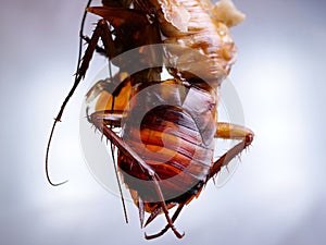 Cockroach Close up