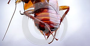 Cockroach Close up