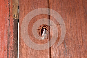 Cockroach close up on the wood