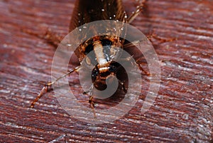 Cockroach Closeup