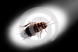 Cockroach, Cockroaches, Roach in the light on dark black shadow background