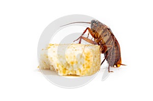 Cockroach is contagion dissemination, Cockroach eating bread which isolated white background.