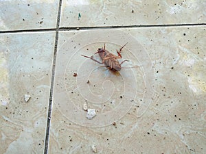 Cockroach crawling dead on dusty ceramic floor