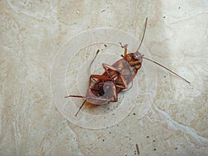 Cockroach crawling dead on the dusty floor. Problem inhome and toilet concept photo