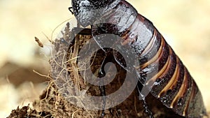 Cockroach crawls on the pressed deck. Close up. Slow motion